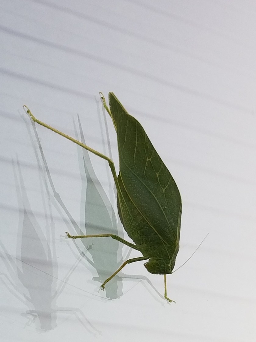 Leaf bug