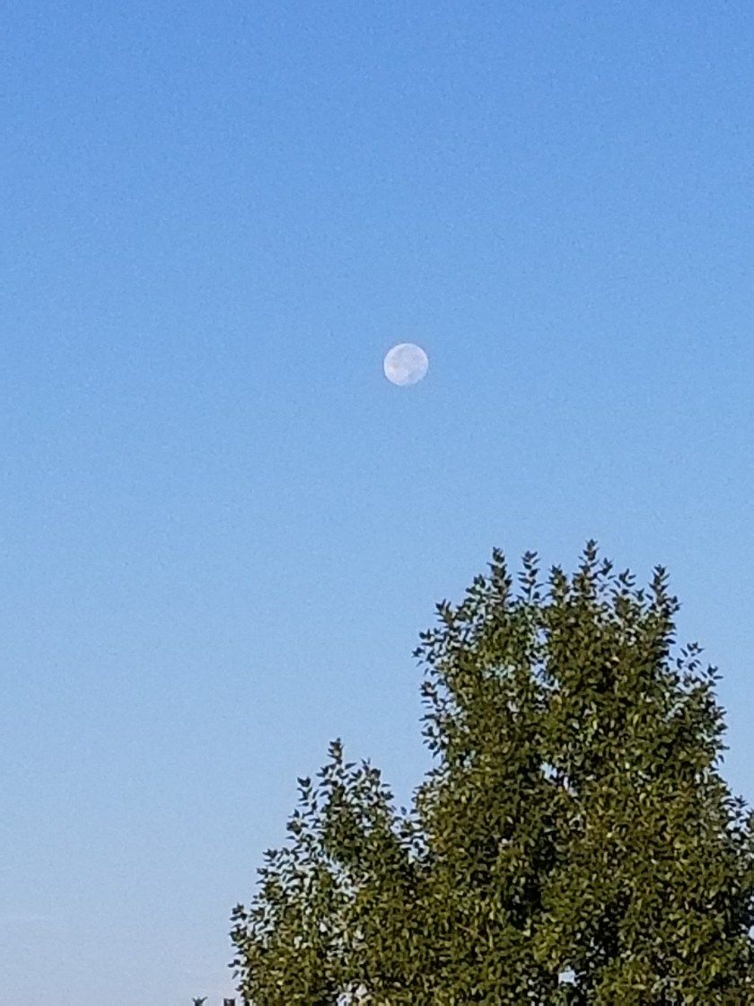 Morning moon 2