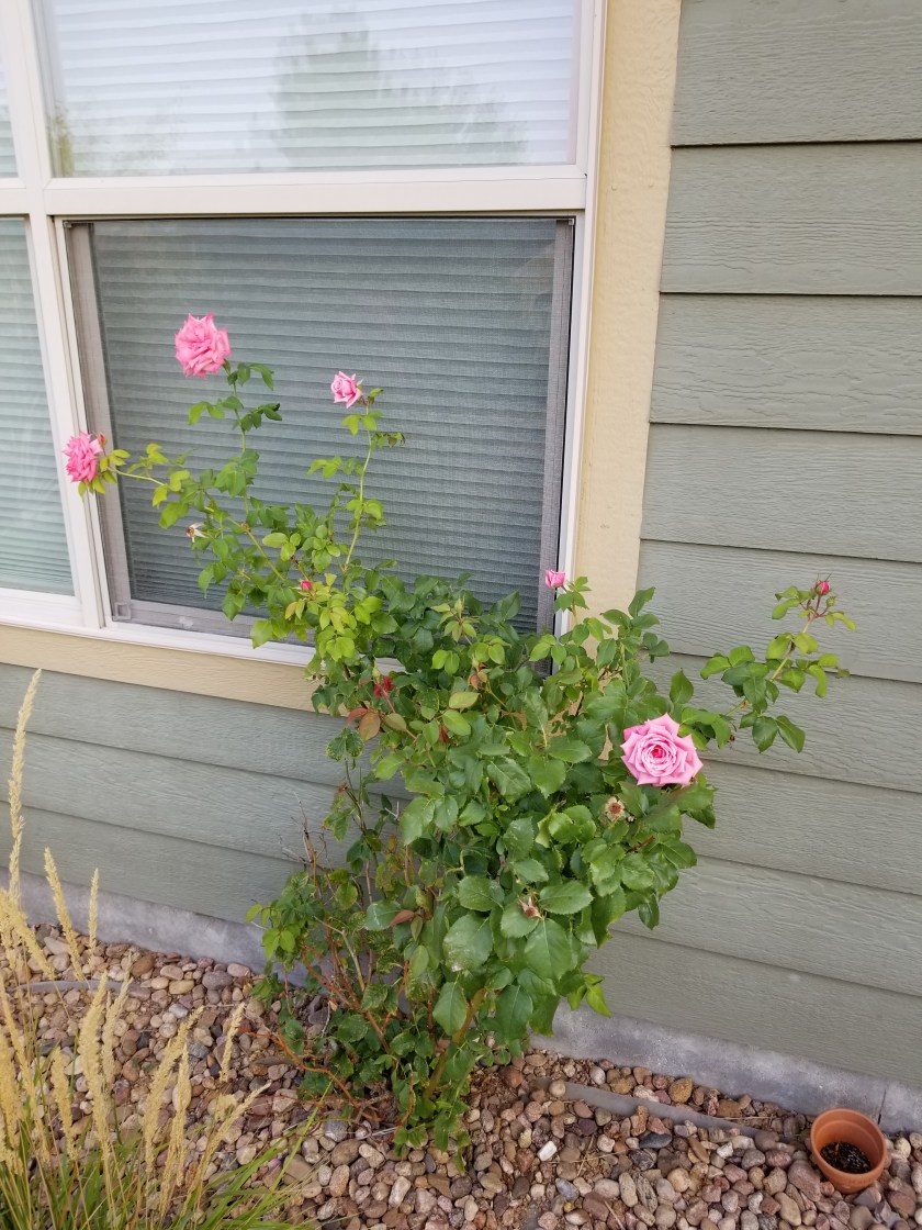 Rose bush
