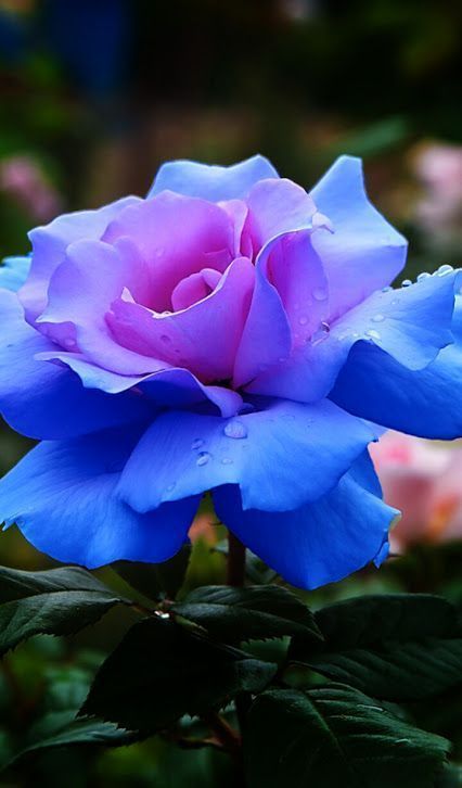 Pretty blue rose