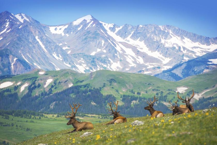 Rocky Mountain National Park elk