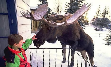 Alaska kid petting moose