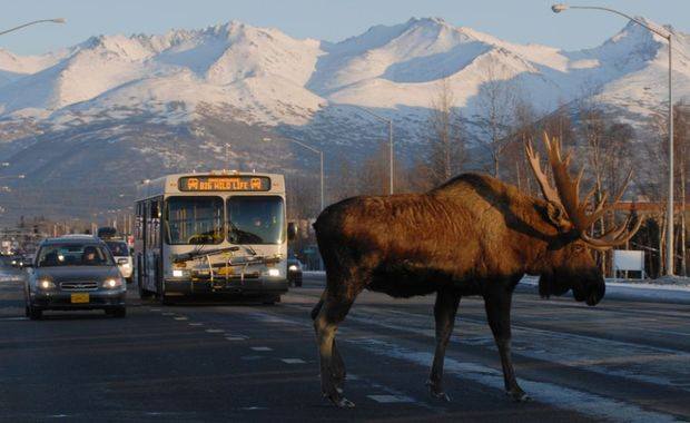 Alaska moose crossing