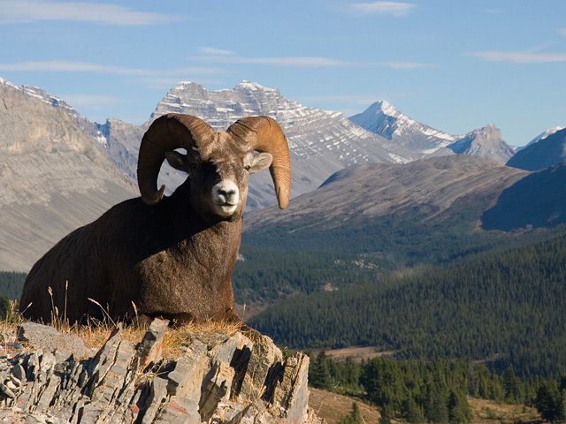 bighornsheepmountain