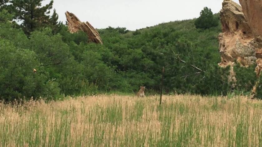Mountain lion in grass