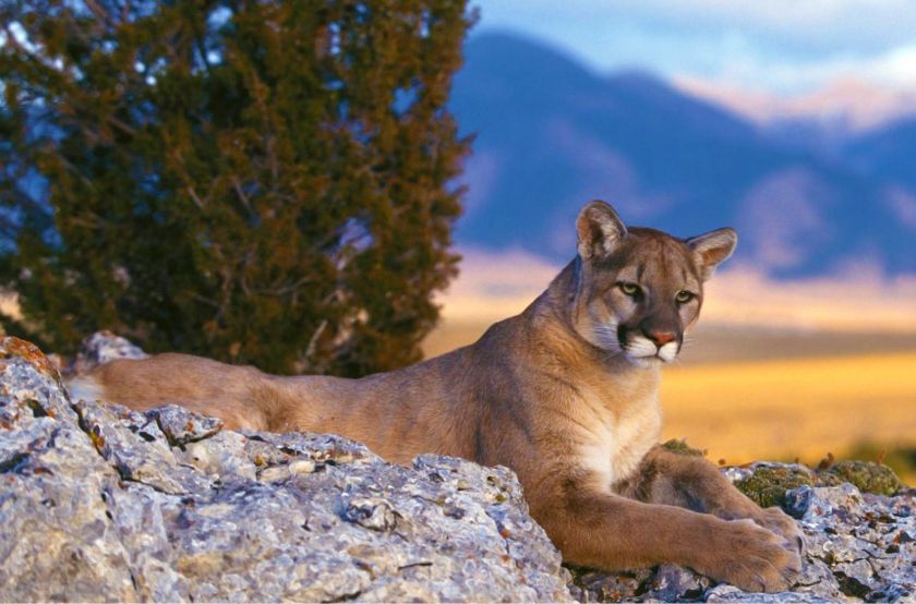 Mountain lion resting