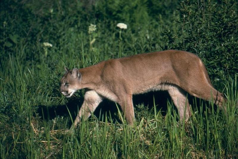 Mountain lion