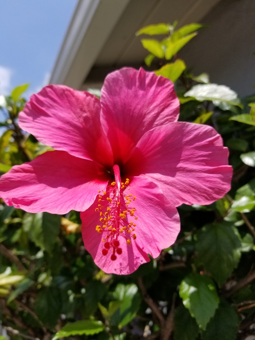 Cali pink flower