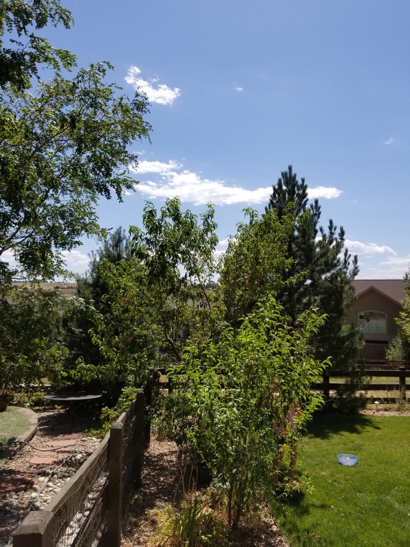 Peach harvest 2019 little tree