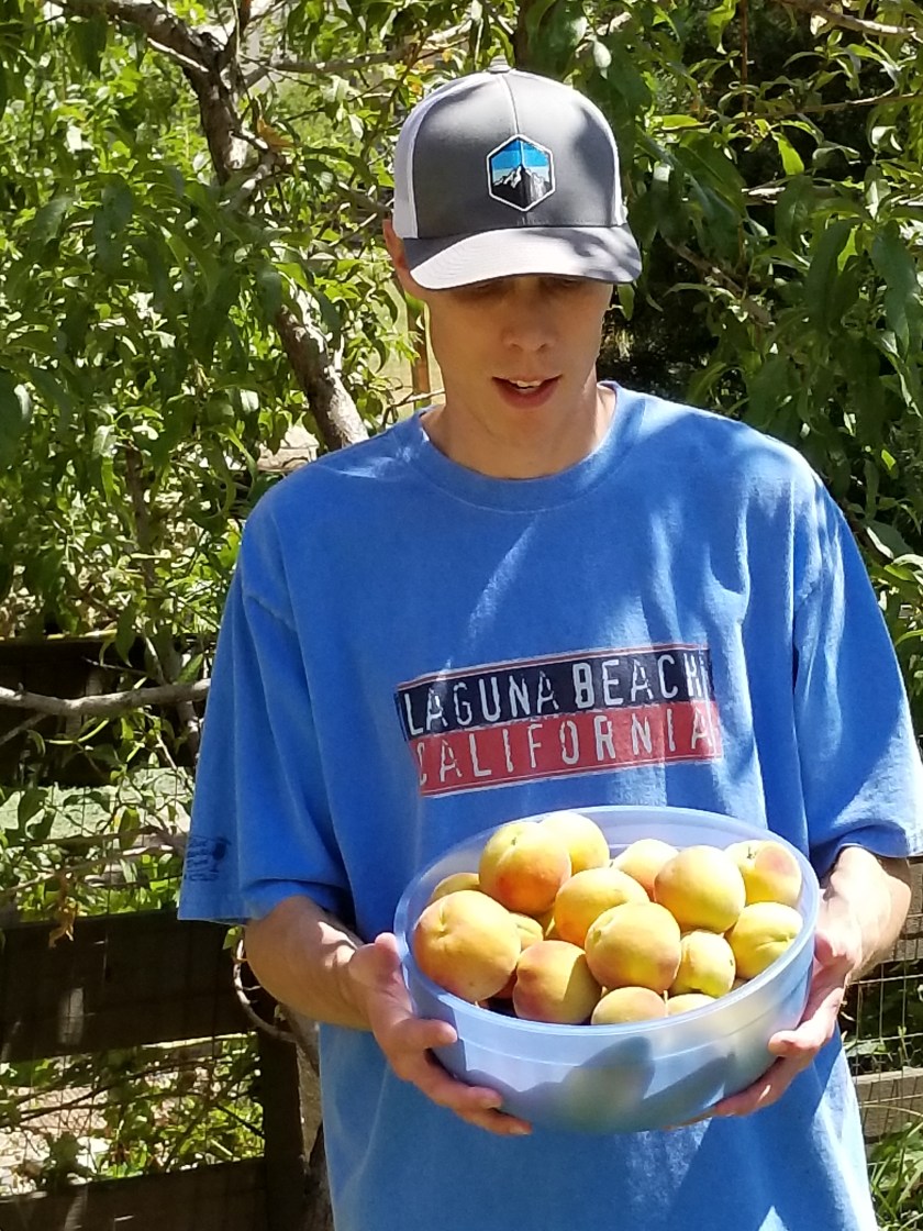 Peach harvest 2019 Ryan 3