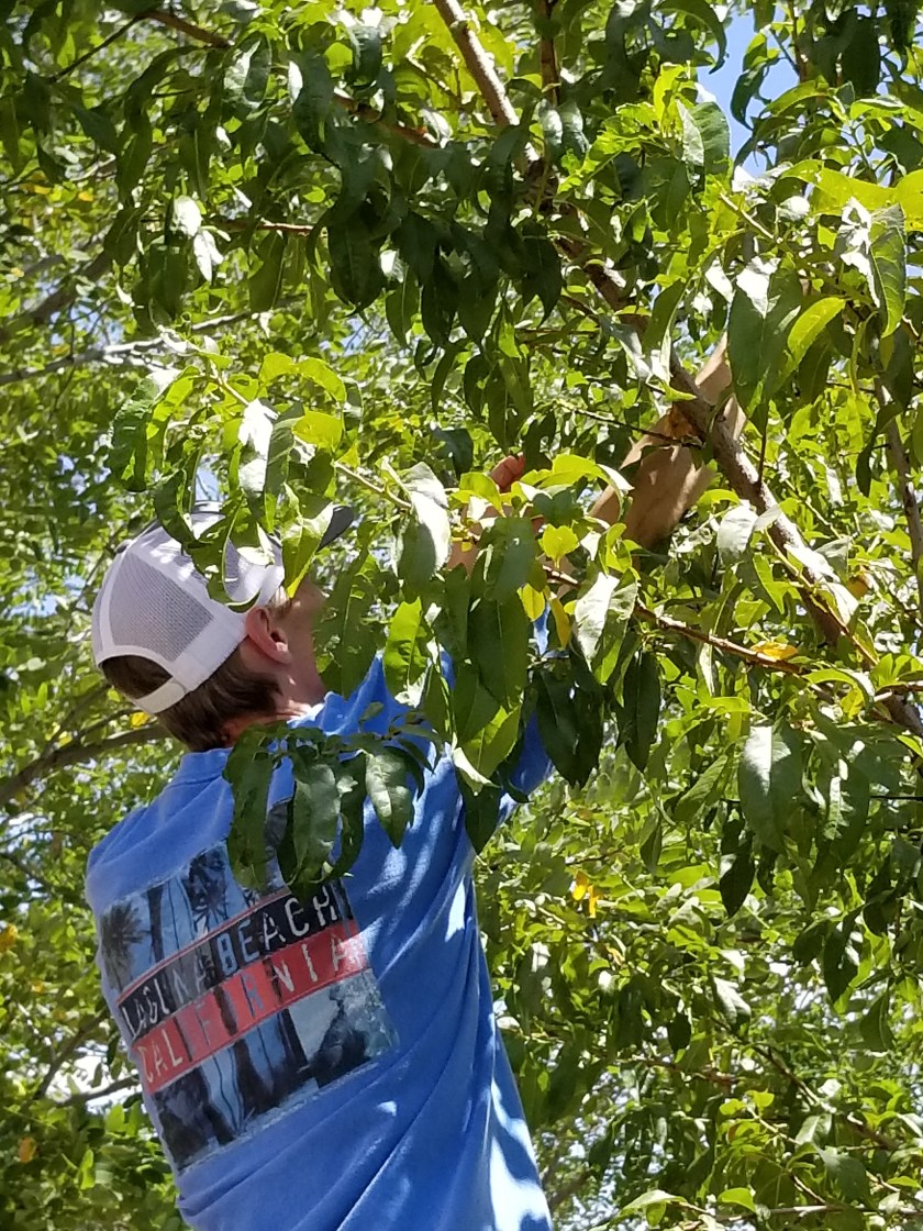 Peach harvest 2019 Ryan