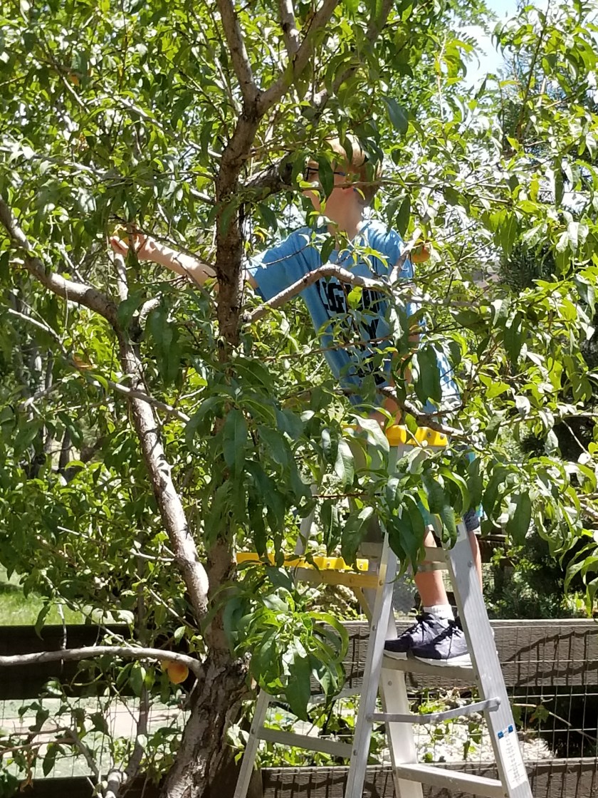 Peach harvest 2019 son