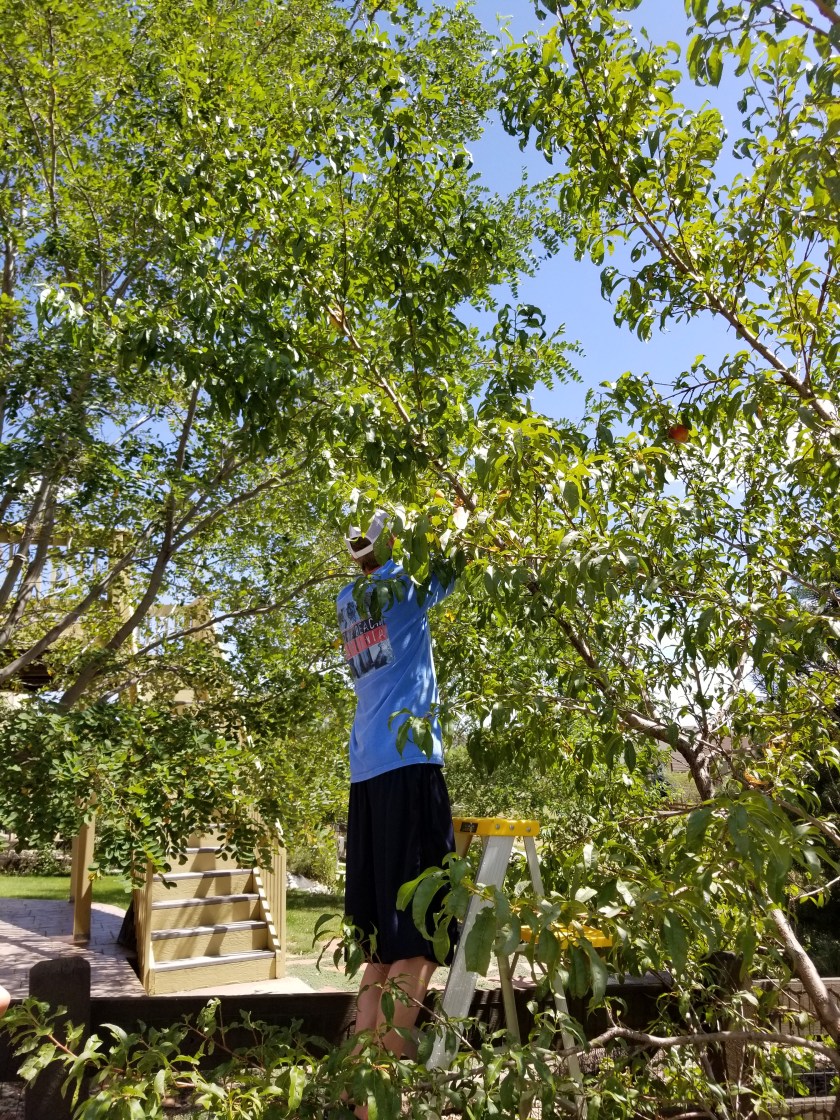 Peach harvest Ryan 1