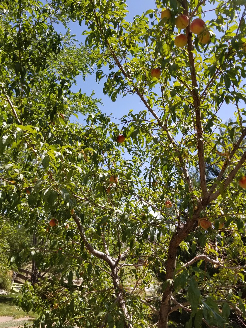 Peach tree 2019 bunches