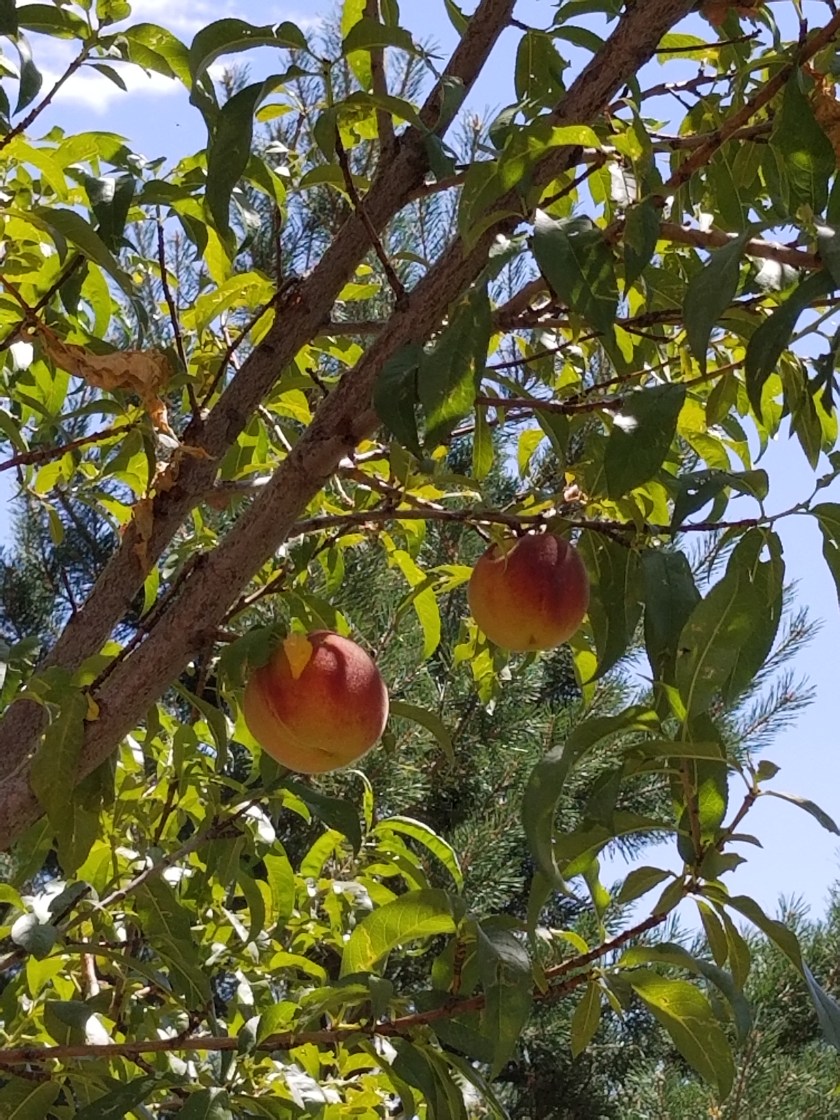 Peach tree 2019 close up