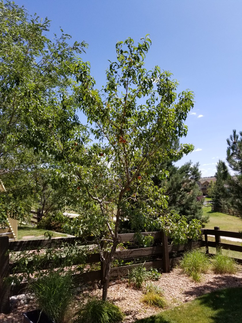 Peach tree 2019 wide shot