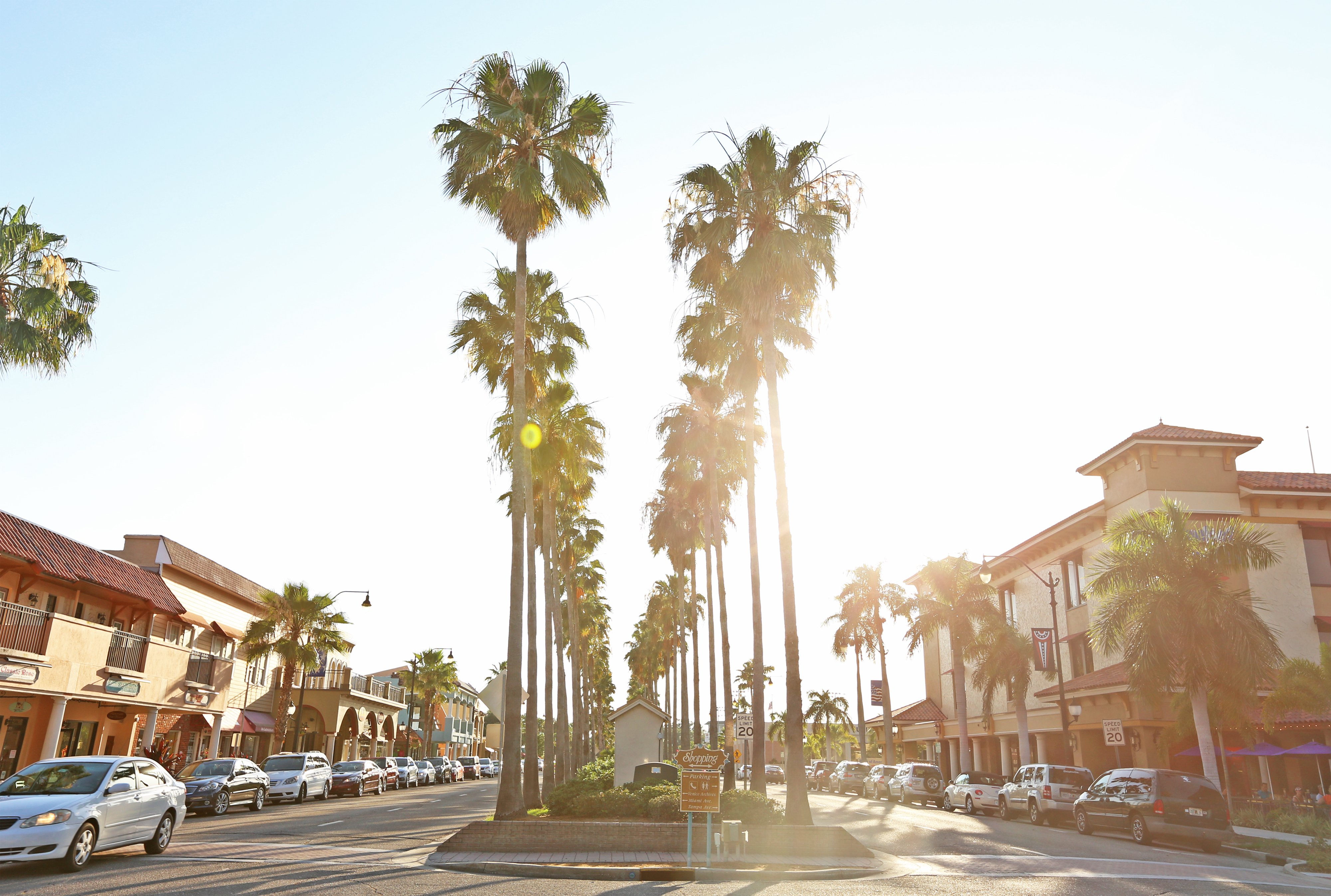 Venice palm trees